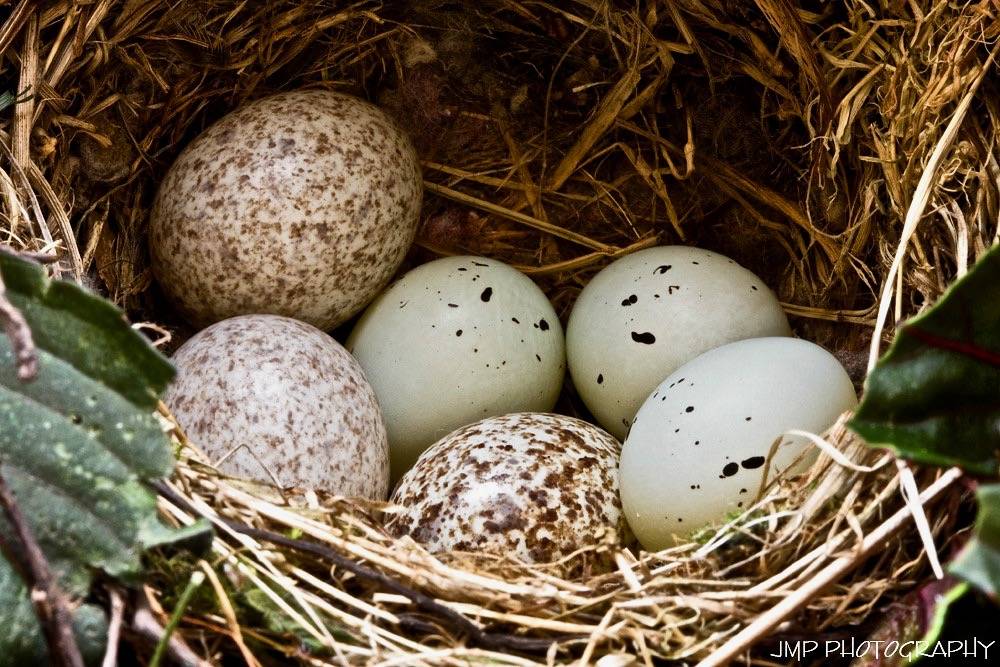 House Finch Eggs In Nest Update by James Marvin Phelps is licensed under CC BY-NC 2.0
